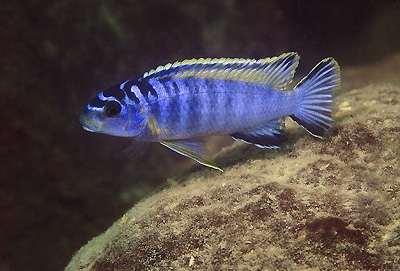 Tropheops kumwera 'Mazinzi Reef'